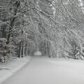 Alleine im Wald