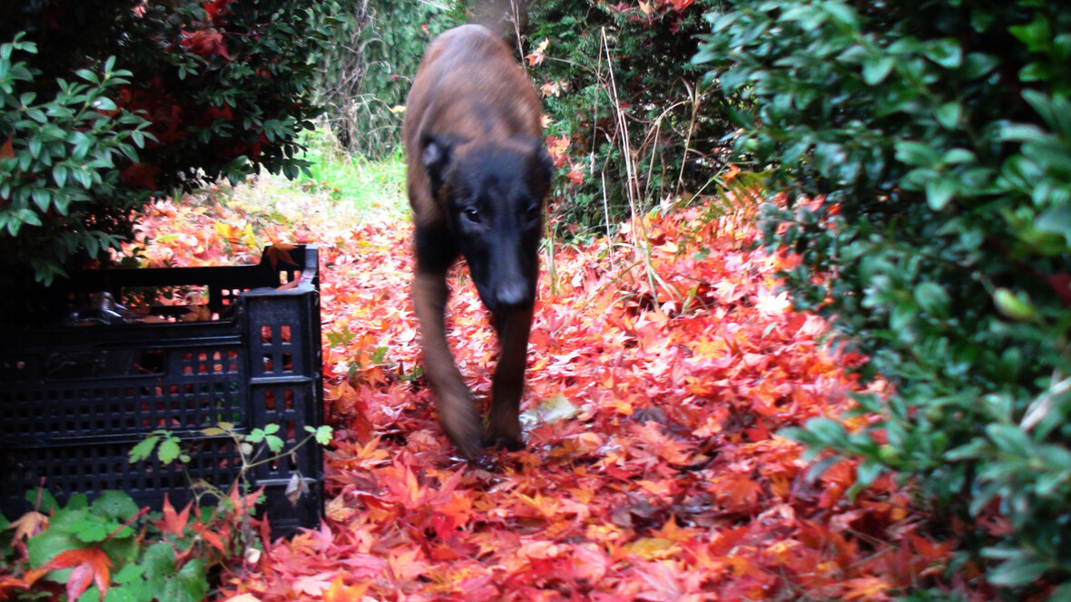 Lulu im Herbstlaub des Ahorns