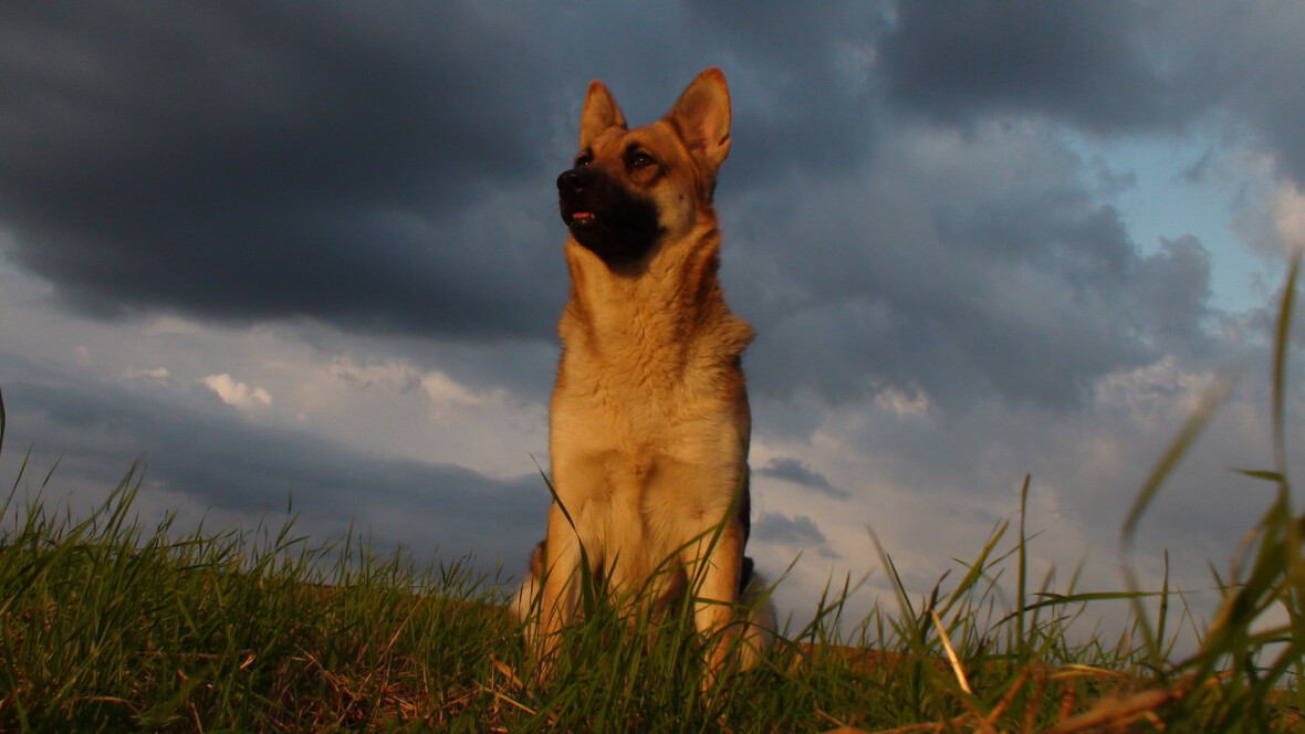 Klara im Abendlicht