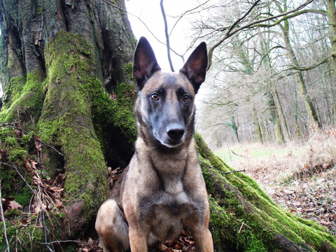 Ronja im Wald