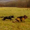 Ginger beim Spielen mit seiner Schäferhündin Kyra