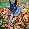 Lexy im Herbst