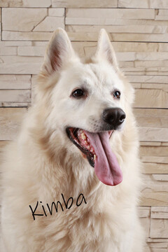 Kimba