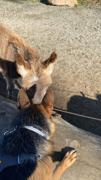 Nika im Streichelzoo