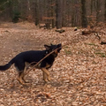 Es hätte auch kleinere Stöcker gegeben