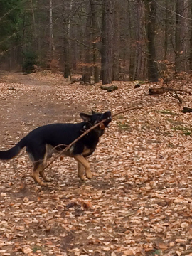 Es hätte auch kleinere Stöcker gegeben