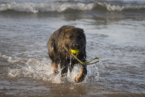 Immer muss ich den Ball retten!