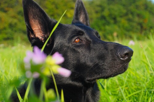 Fotoshooting Django :-)