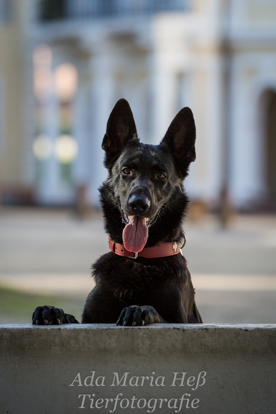 Fotoshooting Django :-)