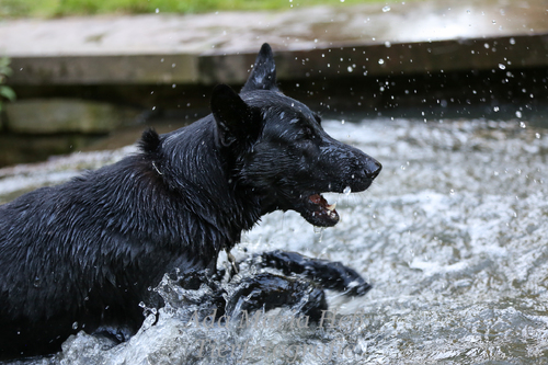 Fotoshooting Django :-)