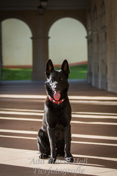 Fotoshooting Django :-)