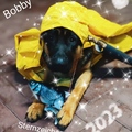 Fische Boy Bobby