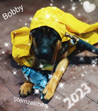 Fische Boy Bobby