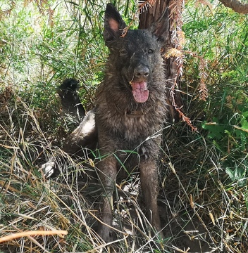 Axels Schweinehund