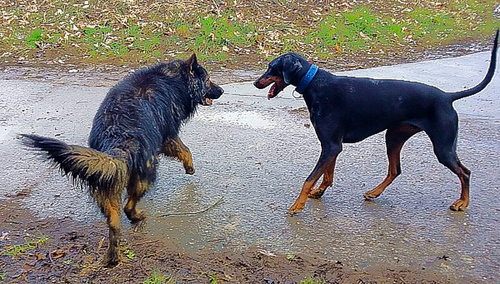 Schäfi contra Dobermann