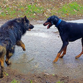 Schäfi contra Dobermann