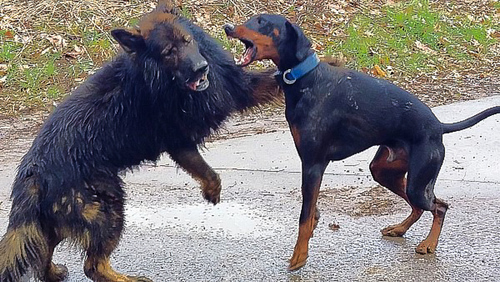 Schäfi contra Dobermann