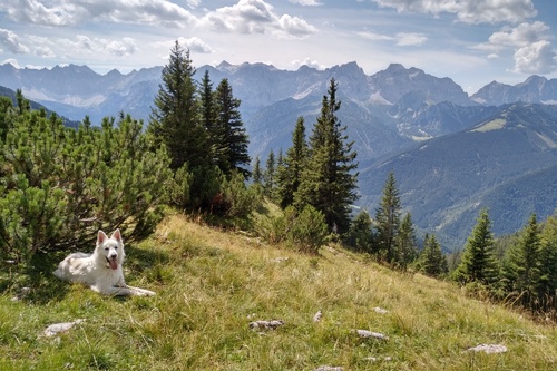 Lieblingsalm, auf dem Wank bei Garmisch