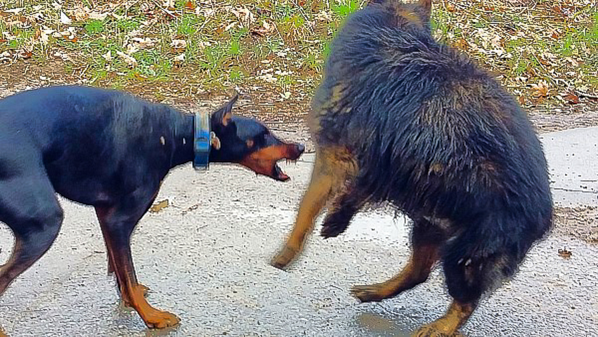 Schäfi contra Dobermann