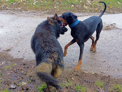 Schäfi contra Dobermann