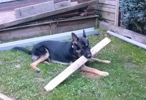 Harras hilft beim Bau der Terrasse