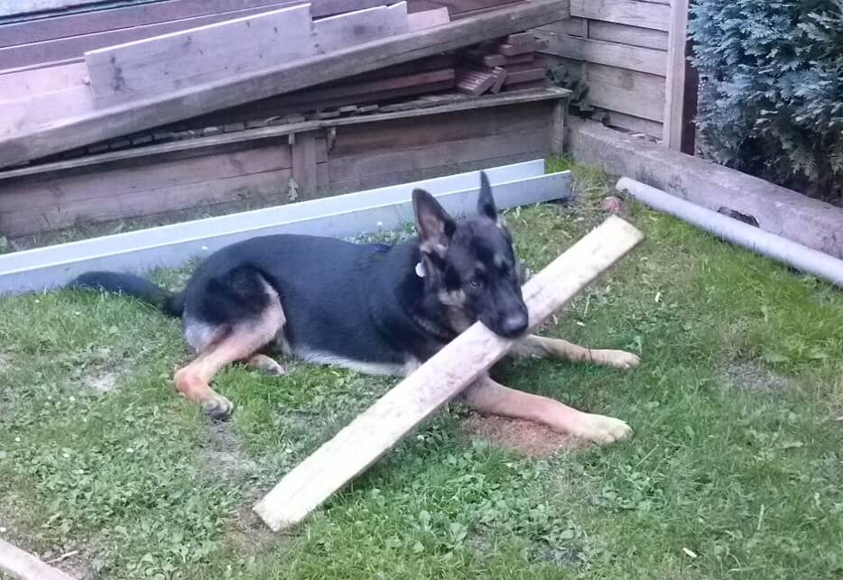 Harras hilft beim Bau der Terrasse