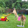 Enzo und Quinto bei der Gartenarbeit