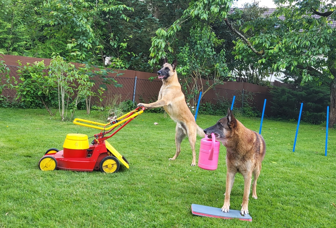 Enzo und Quinto bei der Gartenarbeit