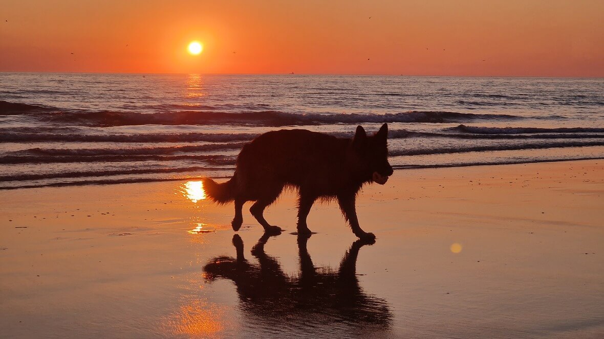 Bonni am Strand