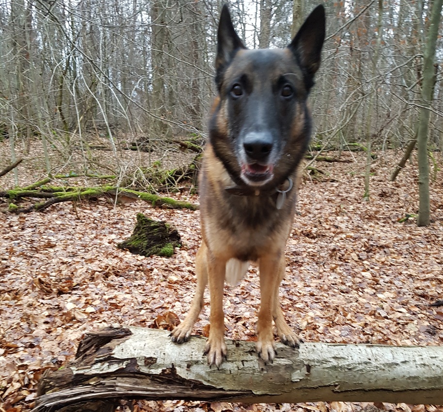 Enzo hat alle 4 Pfoten nebeneinander