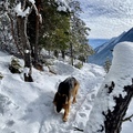 Boss - 4 Pfoten im Schnee