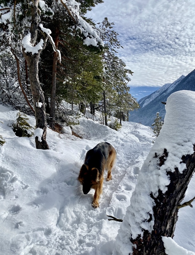 Boss - 4 Pfoten im Schnee