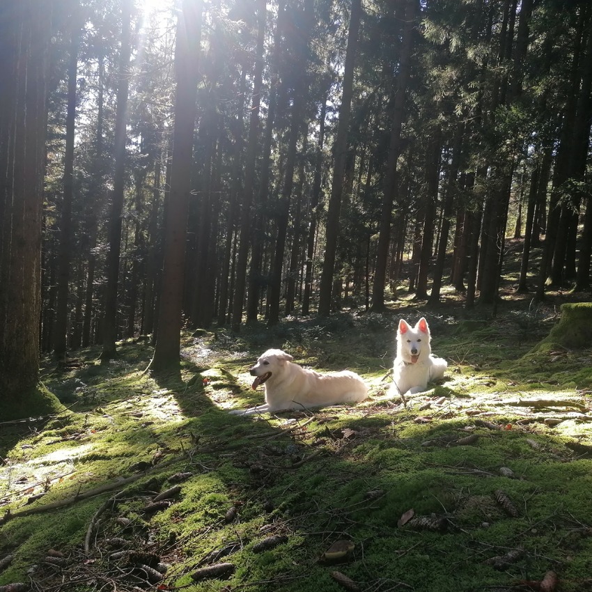 Kiara und Fina im Wald