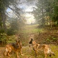 Boss und Ganja im Wald