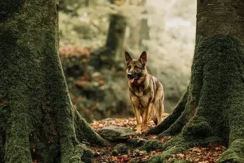 Die Quennie steht im Walde