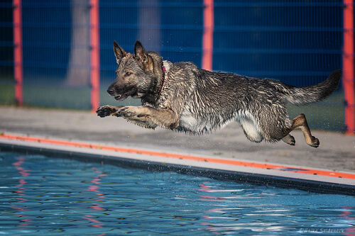 Crazy - Olympiade der Beckenspringer