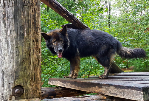 neulich auf dem Waldspielplatz