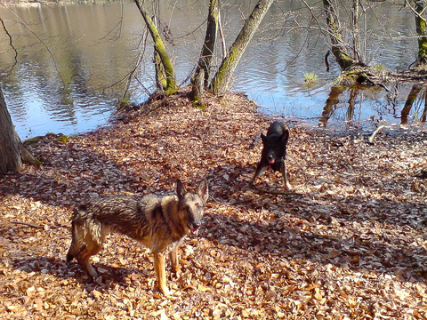 Pella aka Perle vom Oberhausener-Kreuz und Baraq vom kleinen Jaeger