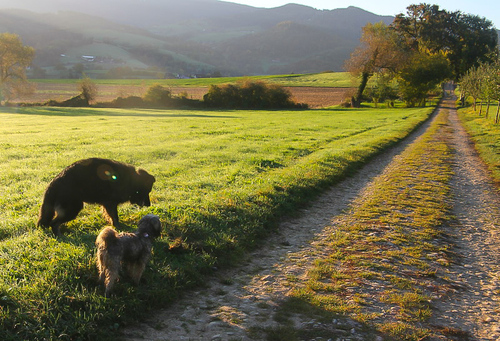 gemeinsamer Morgenspaziergang