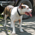 Roopa + Bullterrier