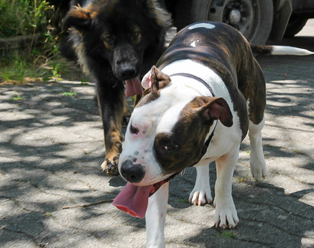 Roopa + Bullterrier