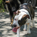 Roopa + Bullterrier