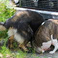 Roopa + Bullterrier