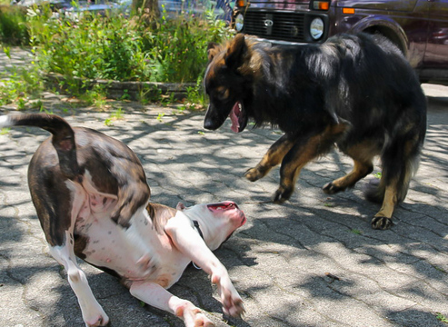 Roopa + Bullterrier