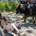 Roopa + Bullterrier