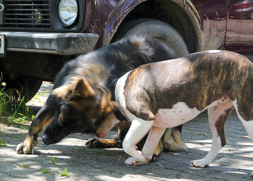 Roopa + Bullterrier