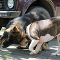 Roopa + Bullterrier