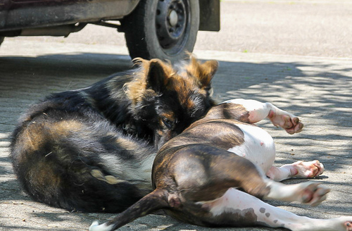 Roopa + Bullterrier