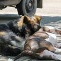 Roopa + Bullterrier