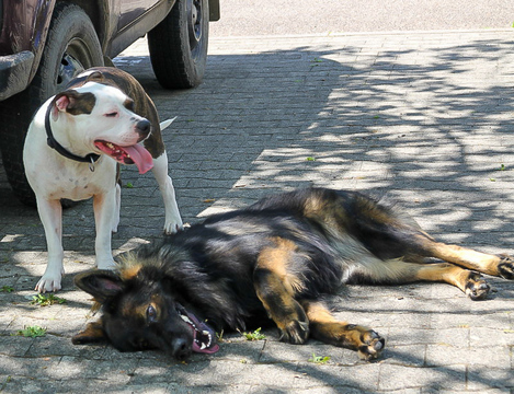 Roopa + Bullterrier